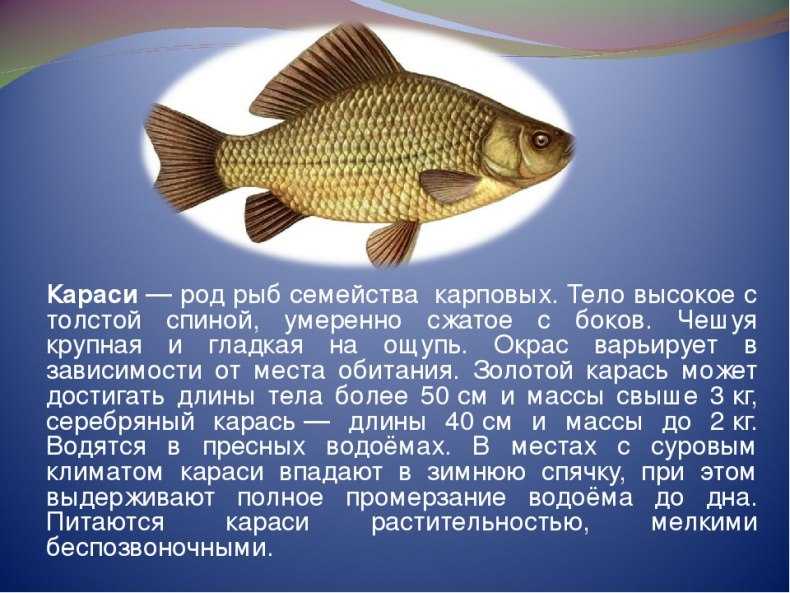 Рыба лещ: использование и искусственное разведение