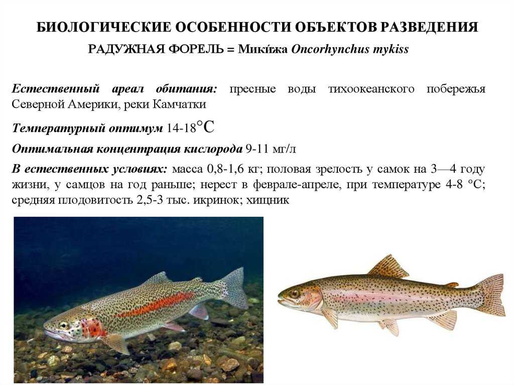 Разведение форели и карпа в домашних условиях: бизнес план выращивания рыбы в пруду