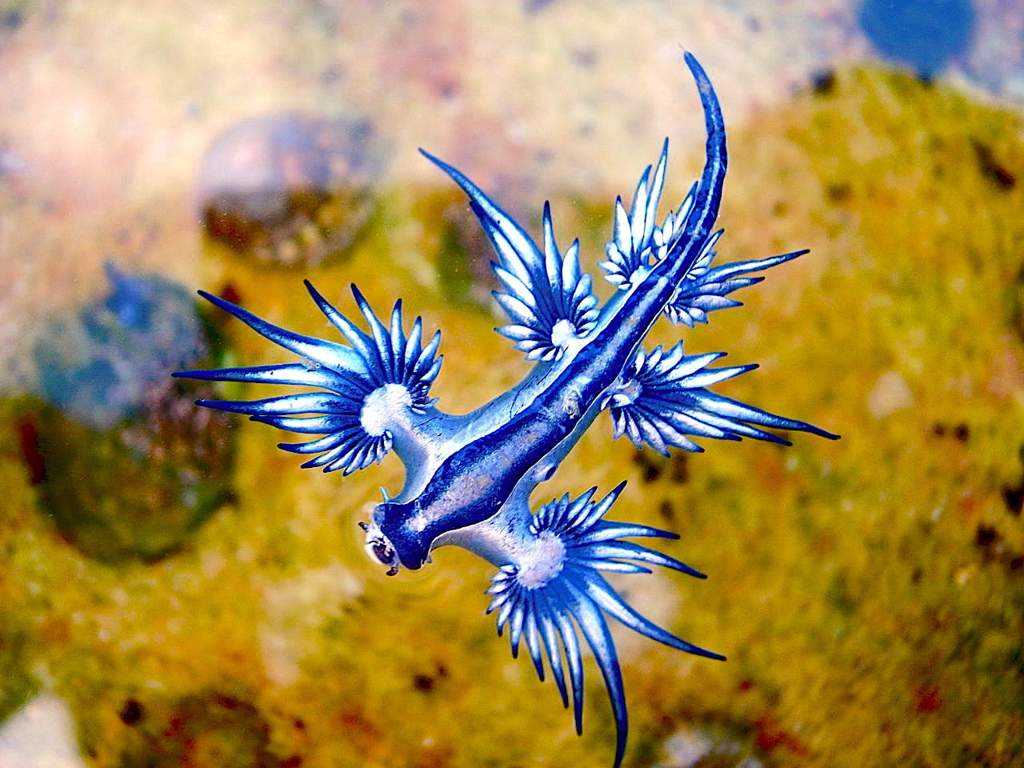 Моллюск голубой дракон (glaucus atlanticus)