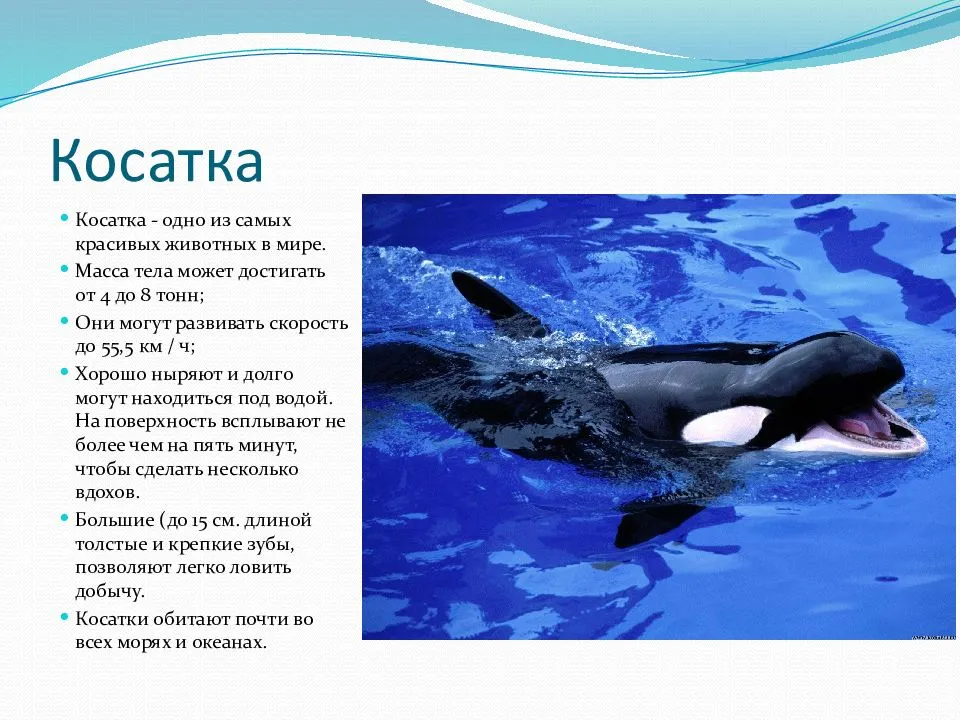 Доклад сообщение на тему дельфины