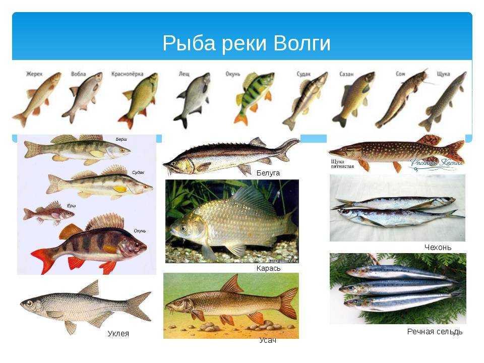 50 самых популярных аквариумных рыбок