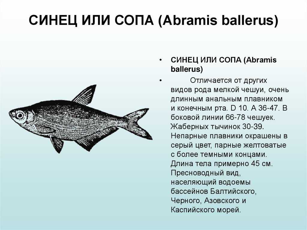 Белоглазка - спортивное рыболовство
