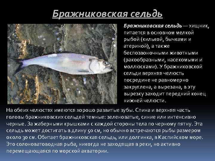 Иваси🐟 польза и вред, 12 свойств рыбы при различных заболеваниях