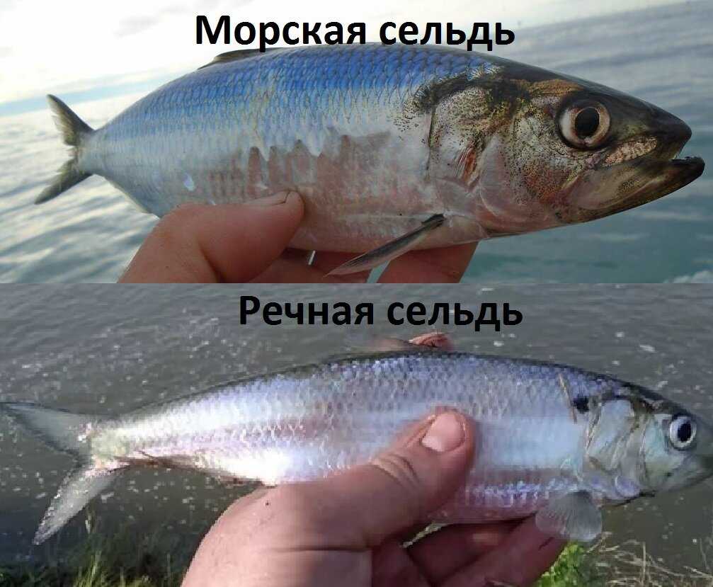 🚩 сельдь иваси: описание и особенности вида с фото, рецепты