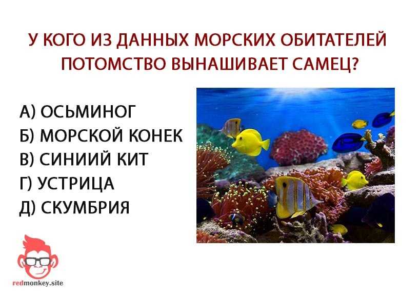Загадки про акулу с ответами: 50 головоломок для дошкольников 5-6 лет и учеников 1 класса / mama66.ru