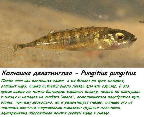 Уклейка рыба. описание, особенности, виды, образ жизни и среда обитания уклейки