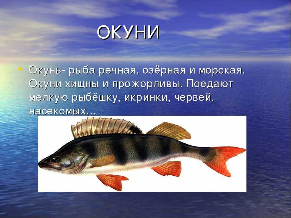 Рыба ерш: фото, как выглядит и на что клюет, особенности поведения, образа жизни и среды обитания, характеристика рыбы