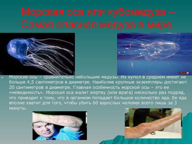Коробчатая медуза против большой белой акулы: удивительная подводная схватка -